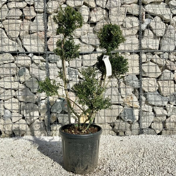 Ilex Crenata Kinme Pom Pon Cloud Tree H129 - 1186F1E7 6D23 4C83 BD04 EA9C33376271 1 105 c
