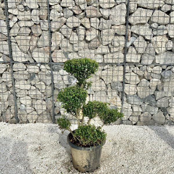 Ilex Maximowicziana Cloud Tree H046 - 12A6EEE7 36A2 4FAF 8E5E A48285727E9B scaled