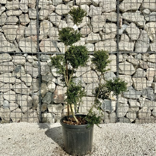 Ilex Crenata Kinme Pom Pon Cloud Tree H144 - 1371F59A 53B6 449B 8B5C 25518CEED9F8 scaled