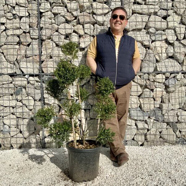 Ilex Crenata Kinme Pom Pon Cloud Tree H148