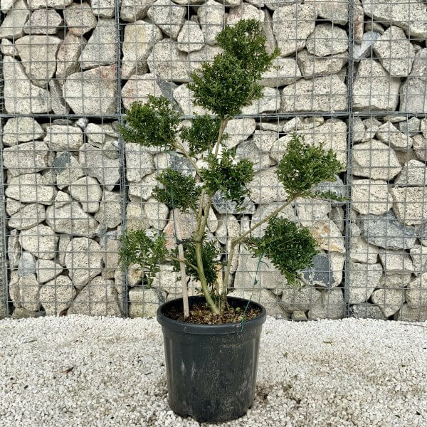 Ilex Crenata Kinme Pom Pon Cloud Tree H074 - 13DB3BF1 89FB 4AD7 B144 ECE4C7F995B5 scaled