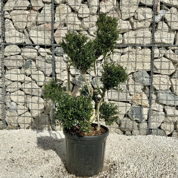 Ilex Crenata Kinme Pom Pon Cloud Tree H155 - 140F59D8 2723 4D48 A750 DED3A2461F26 scaled