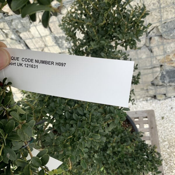 Ilex Crenata Kinme Cloud Tree H097 - 14D6A04F 9213 4E71 89AA 8F3A13CD6BA1 scaled