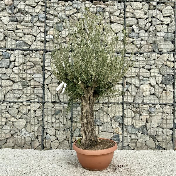 Olive Tree Gnarled XXL Natural Crown (In Patio Pot) H411 - 15B4A7C0 FE49 4743 8B5C 376D8DC0C6C2 scaled