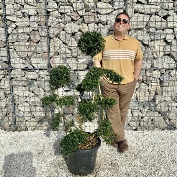 Ilex Crenata Kinme Cloud Tree H059 - 15BBFF0C 6096 4E8D B63E 52A7596049E6 scaled