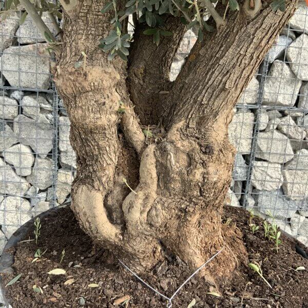 Gnarled Olive Tree XXL (Ancient) H361 - 15FA810F 6013 43C6 8176 D8A1771B174C scaled