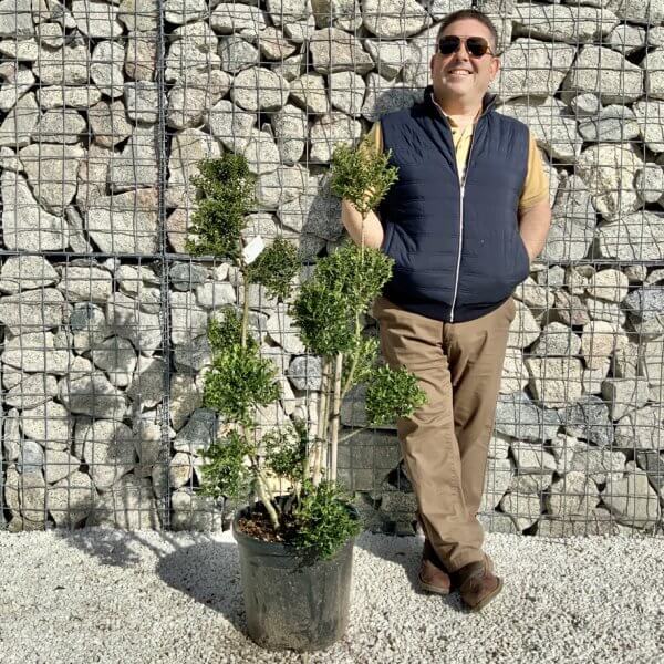 Ilex Crenata Kinme Pom Pon Cloud Tree H107 - 174FD0F5 37D1 469F 9F7E 19B686B0DF94 1 105 c