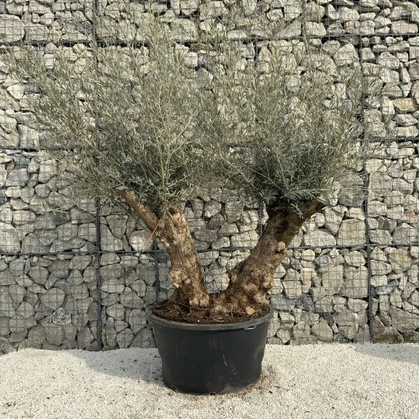 Gnarled Olive Tree XXL (Ancient) H372 - 1763AEBA 13EA 42D2 819E 84473C235D69 scaled