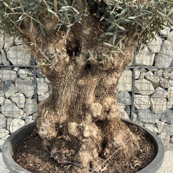 Gnarled Olive Tree XXL (Ancient) H355 - 17AC7A77 EC24 4BC7 AB42 138E1AFC37CE scaled