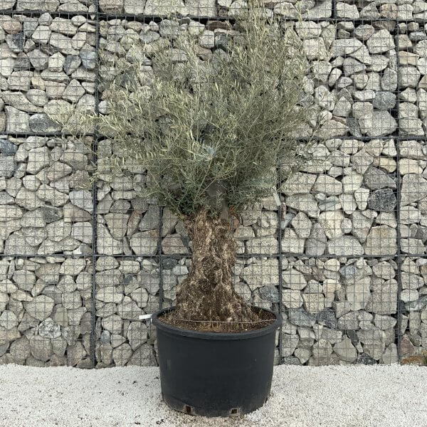 Gnarled Olive Tree XXL (Ancient) H324 - 1880A6A8 35B9 4059 9845 C46E85DAD837 scaled