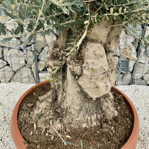 Olive Tree Gnarled XXL Natural Crown (In Patio Pot) H474 - 18C1CD39 5684 452F 8479 FBEEA5BD119F 1 105 c
