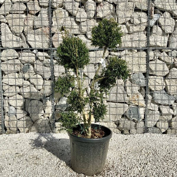Ilex Crenata Kinme Pom Pon Cloud Tree H117 - 18DAFFAC 0A48 41E8 9E79 3907088375AF 1 105 c
