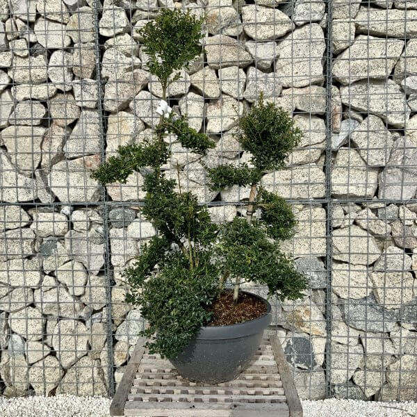 Ilex Crenata Kinme Cloud Tree H086 - Image 2