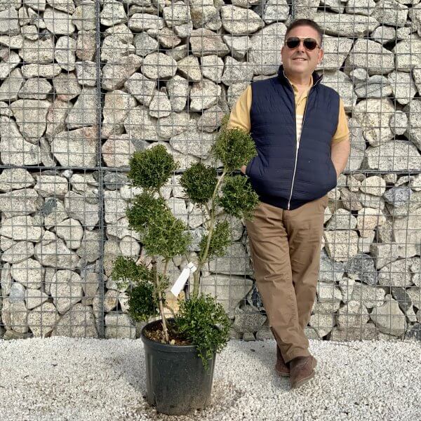 Ilex Crenata Kinme Pom Pon Cloud Tree H161 - 18E9F10D 36B4 4125 B4E4 94061F18F530 scaled