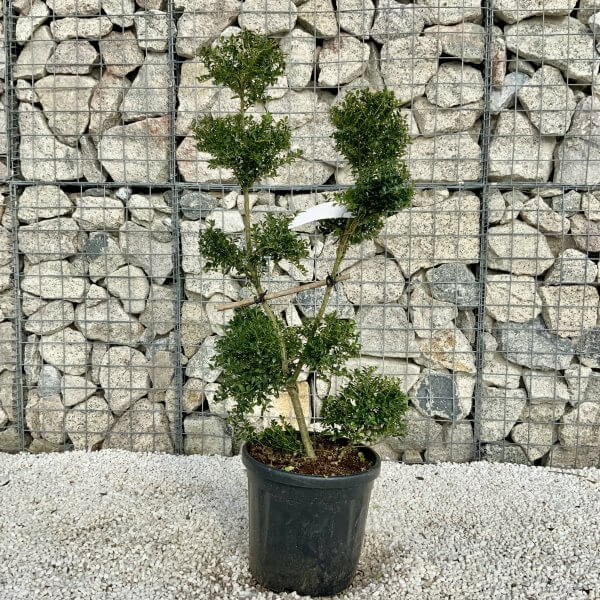Ilex Crenata Kinme Pom Pon Cloud Tree H169 - Image 3