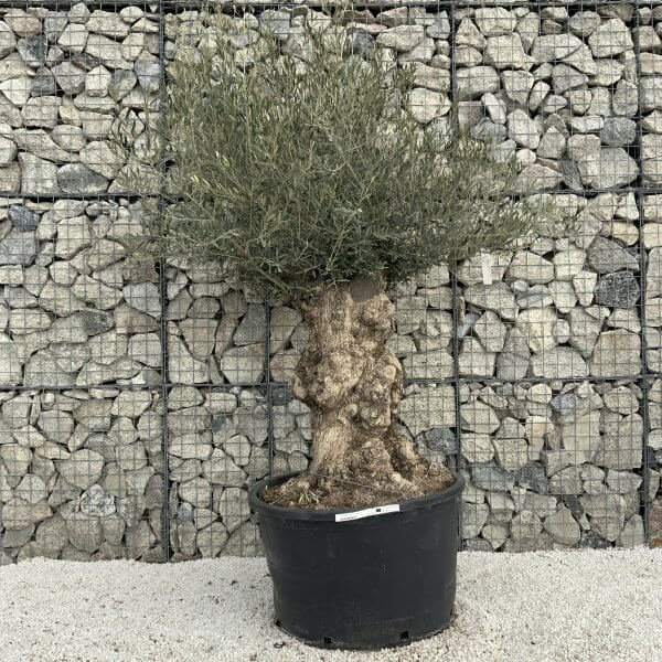 Gnarled Olive Tree XXL (Ancient) H320 - 194B0B58 FF49 459C 9500 CED80E8F0FDE scaled