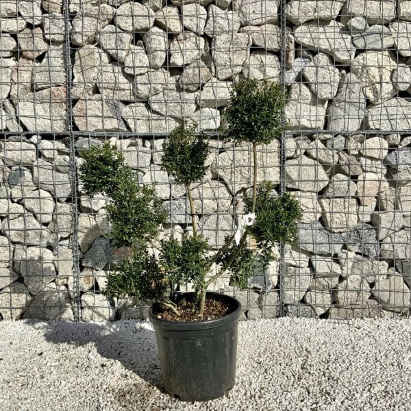 Ilex Crenata Kinme Pom Pon Cloud Tree H102 - 1983543D 04F4 4091 9559 EDD9E94C2CA0 1 105 c