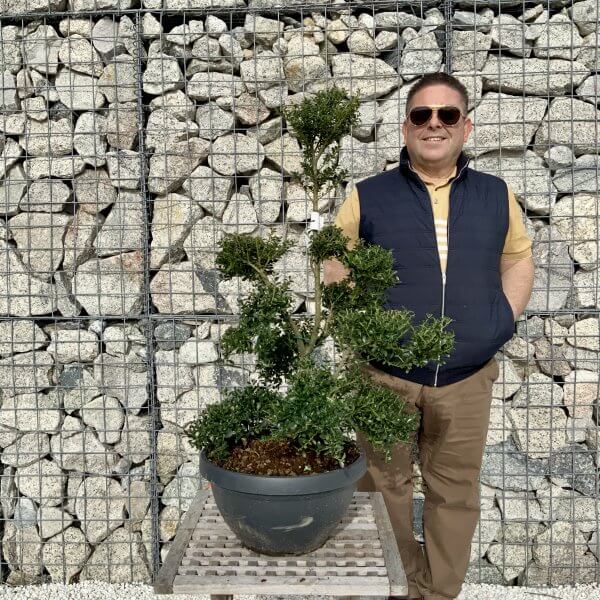 Ilex Crenata Kinme Cloud Tree H083 - 19F4C5B2 C9E7 4B49 AE0C E6D88268ABE0 scaled
