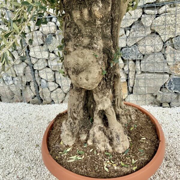 Olive Tree Gnarled XXL Natural Crown (In Patio Pot) H473 - 1A2DEB09 2C03 4D78 9A2D 5D8BF494FB63 1 105 c