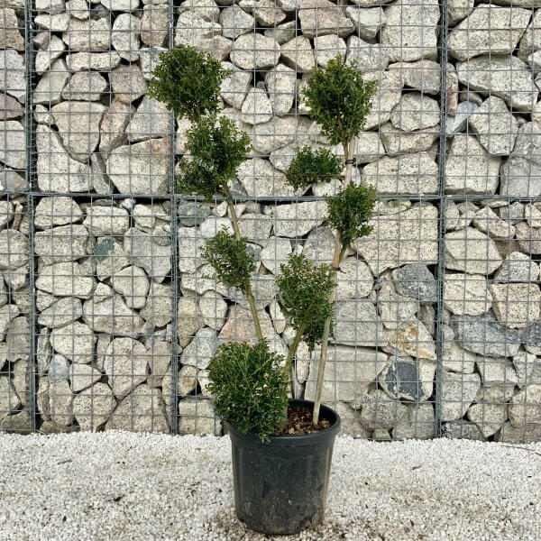Ilex Crenata Kinme Pom Pon Cloud Tree H078 - 1B54D4AC 33DA 4777 8DB2 D4AFC165ACD6 scaled