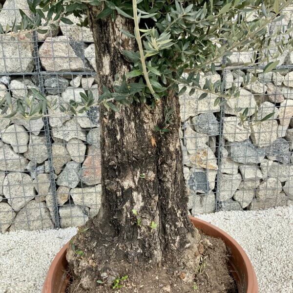 Olive Tree Gnarled XXL Natural Crown (In Patio Pot) H438 - 1B665533 091D 4F66 8AC3 8BE5B50DC916 1 105 c