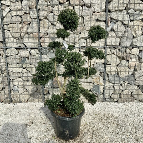 Ilex Crenata Kinme Cloud Tree H052 - 1BB9E007 6E05 46D4 8D63 5D5A83120B41 scaled