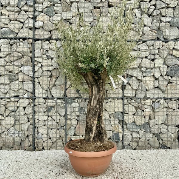 Olive Tree Gnarled XXL Natural Crown (In Patio Pot) H427 - 1BC02A5B 8E86 489F 8C87 290E6B599F79 1 105 c