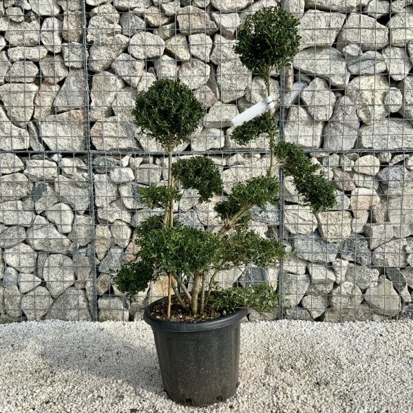 Ilex Crenata Kinme Cloud Tree H0183 - 1BFC412B D9B7 4B02 A083 7053BB5AEB0C scaled