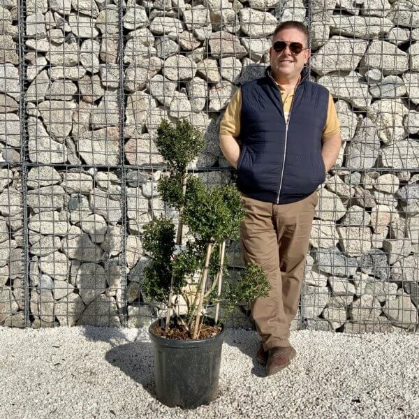 Ilex Crenata Kinme Pom Pon Cloud Tree H115 - 1C19514C 04EF 4CB0 8D41 B236E07E2F90 1 105 c