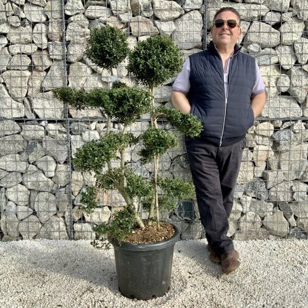 Ilex Crenata Kinme Cloud Tree H199 - 1C3AA5FC BB00 467D B645 5EDF677B044C scaled