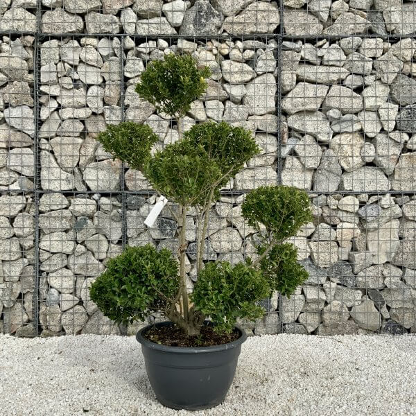 Ilex Maximowicziana Cloud Tree H031 - 1CF6DE1F 7FA2 450A A8A4 4235B1AD4AF3 scaled