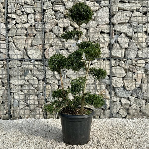 Ilex Crenata Kinme Cloud Tree H0177 - 1D3FE58C 6665 4BCE A10C 04D41E68FFB3 scaled