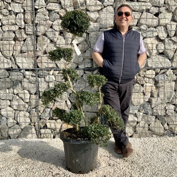 Ilex Crenata Kinme Cloud Tree H0190