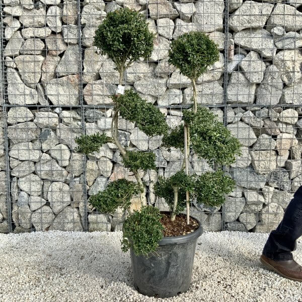Ilex Crenata Kinme Cloud Tree H210 - Image 2