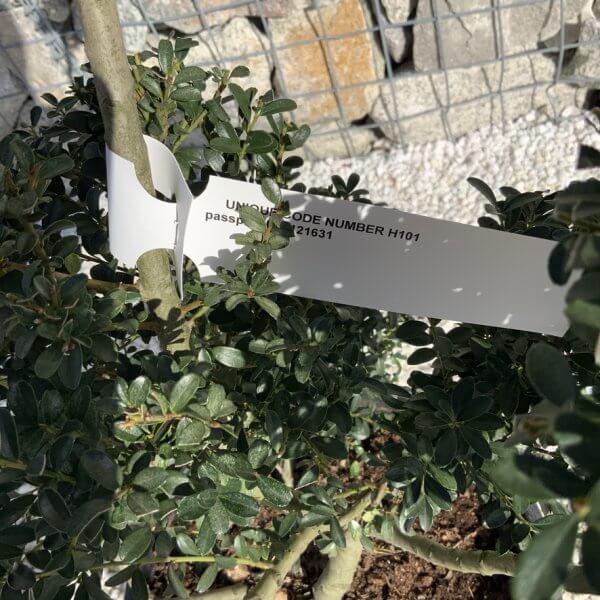 Ilex Crenata Kinme Pom Pon Cloud Tree H101 - 1EA9A055 9A9C 4A9E 9097 95AA787B94A4 1 105 c