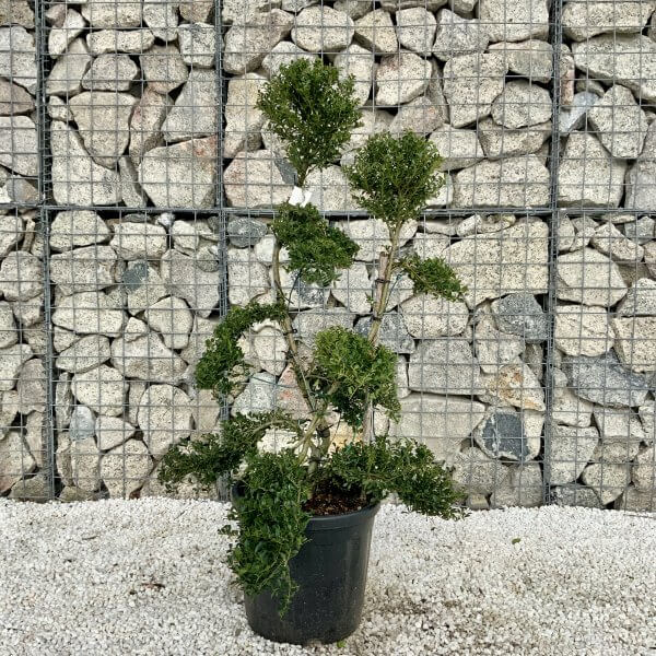 Ilex Crenata Kinme Cloud Tree H063 - 1EB3DA3E 0732 4D67 ABA2 8A159FE7359B scaled