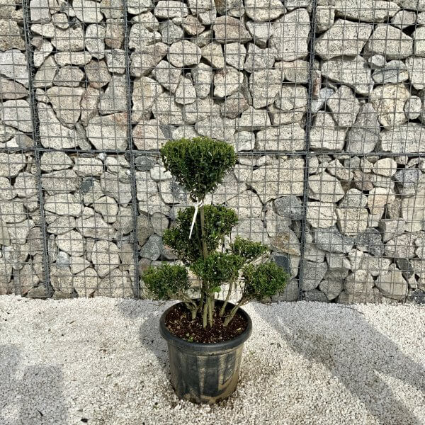 Ilex Maximowicziana Cloud Tree H041 - 1EBA1BB6 AA75 410D BAD6 EBE6FA888FE2 scaled