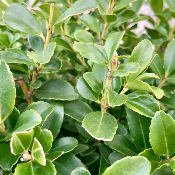 Ilex Maximowicziana Cloud Tree J266 - 1EDE071D 242A 4CBC AF26 F5AF69AC7CF7 scaled