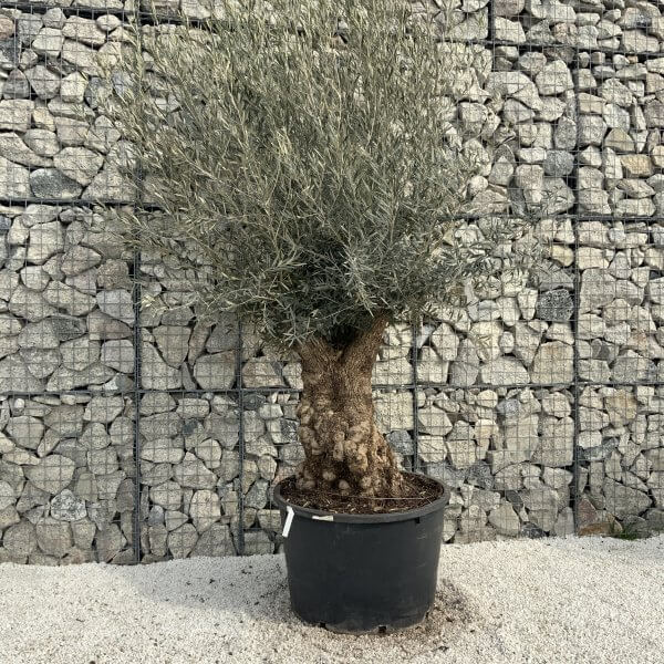 Gnarled Olive Tree XXL (Ancient) H365 - 1F74B6C8 CC83 4145 89BA 1F2C11D3EC3C scaled