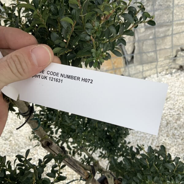 Ilex Crenata Kinme Pom Pon Cloud Tree H072 - 1FF422D5 5805 41C3 A75A F5A0D5585C42 scaled