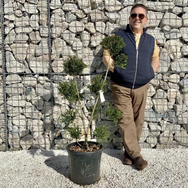 Ilex Crenata Kinme Pom Pon Cloud Tree H106 - 204C068A FB23 4737 8CC9 67F76CBC95CE 1 105 c