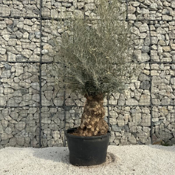 Gnarled Olive Tree XXL (Ancient) H358 - 21B1E40A 4FA7 4B8B 92C8 7DA5C6EF5EE0 scaled