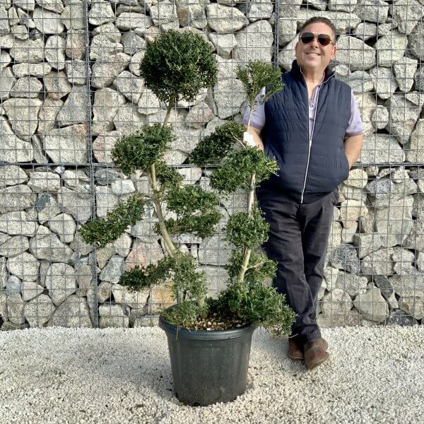 Ilex Crenata Kinme Cloud Tree H0193 - 222058B5 CEDF 47E2 855D 522614061E20 scaled