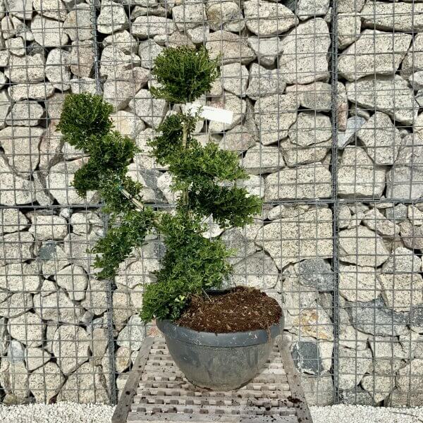 Ilex Crenata Kinme Cloud Tree H089 - Image 2