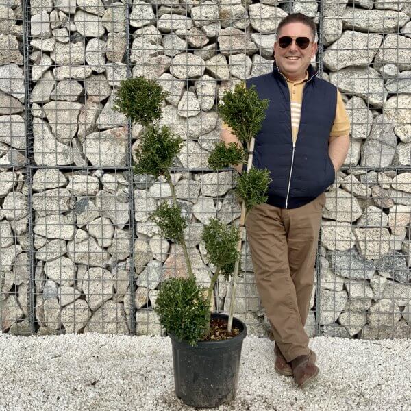 Ilex Crenata Kinme Pom Pon Cloud Tree H078 - 23B6F952 0450 4505 9E03 08B3E3769C00 scaled