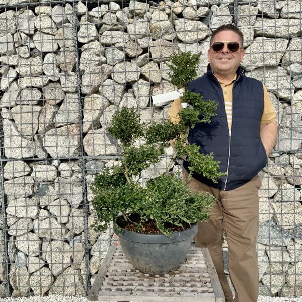 Ilex Crenata Kinme Cloud Tree H097 - 2439DB4B 90BF 4D4E A5D9 B7495140EADC scaled