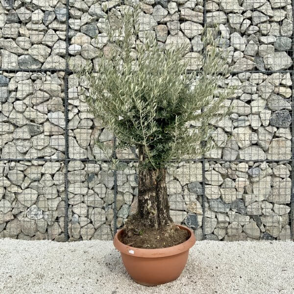 Olive Tree Gnarled XXL Natural Crown (In Patio Pot) H438 - 25A080DF B109 46B9 8064 82B3F3855EF6 1 105 c