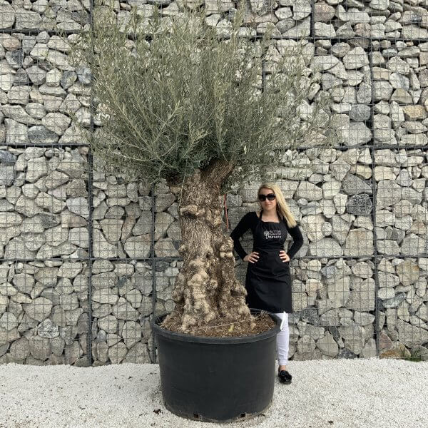 Gnarled Olive Tree XXL (Ancient) H305 - 2728251D 8022 4C83 B3A9 E15743CE172E scaled
