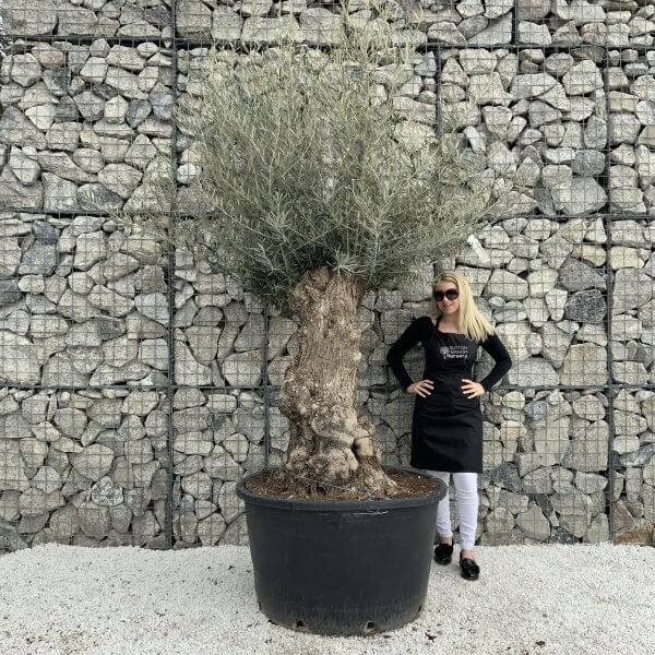 Gnarled Olive Tree XXL (Ancient) H303 MT