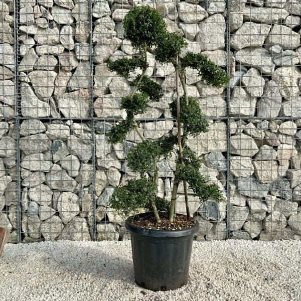 Ilex Crenata Kinme Cloud Tree H178 - Image 2